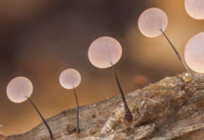 真菌染色液厂家揭示真菌的真面目一起走进真菌世界